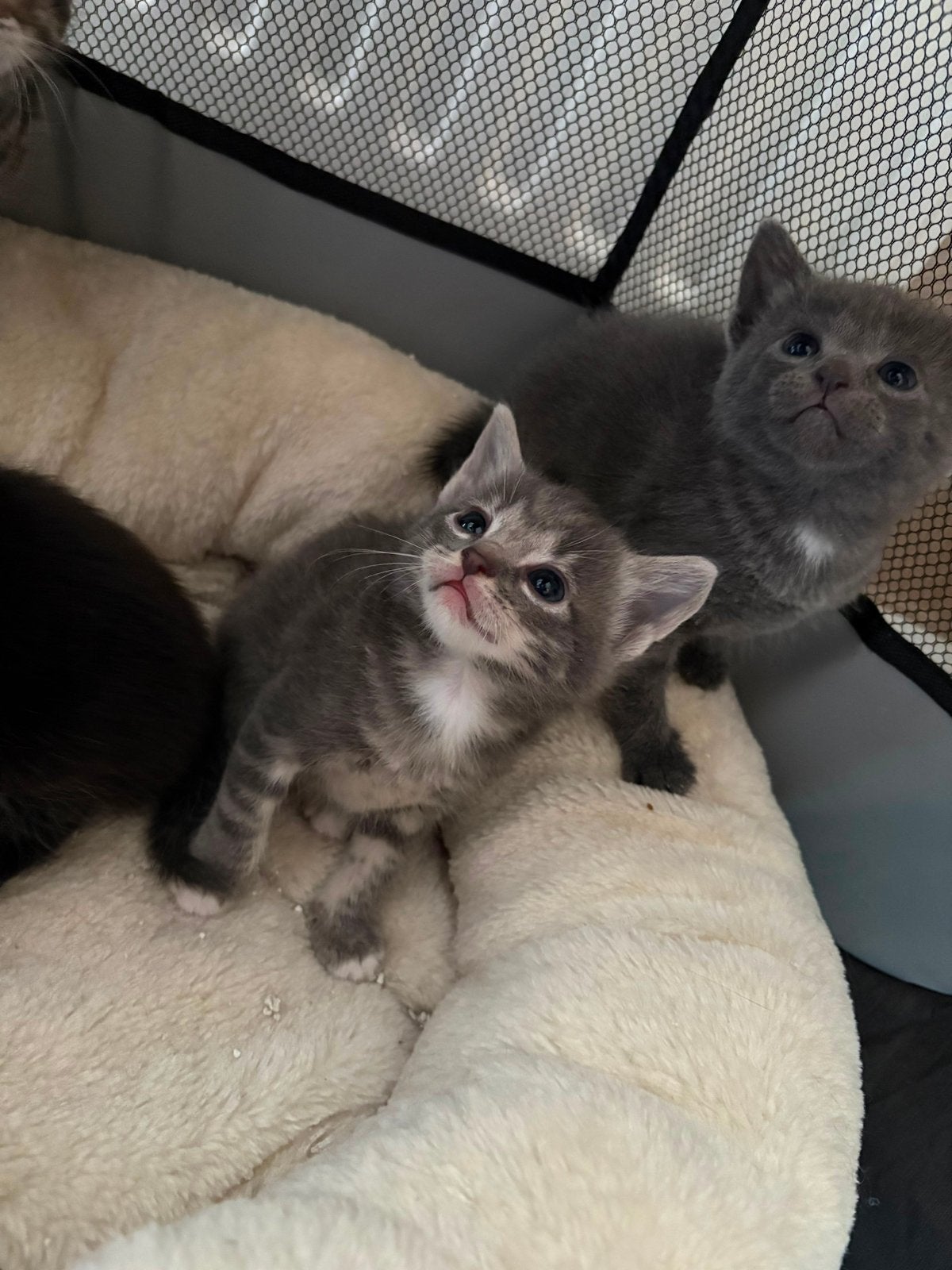 Kittens, Meerdere dieren, Ontwormd, 0 tot 2 jaar