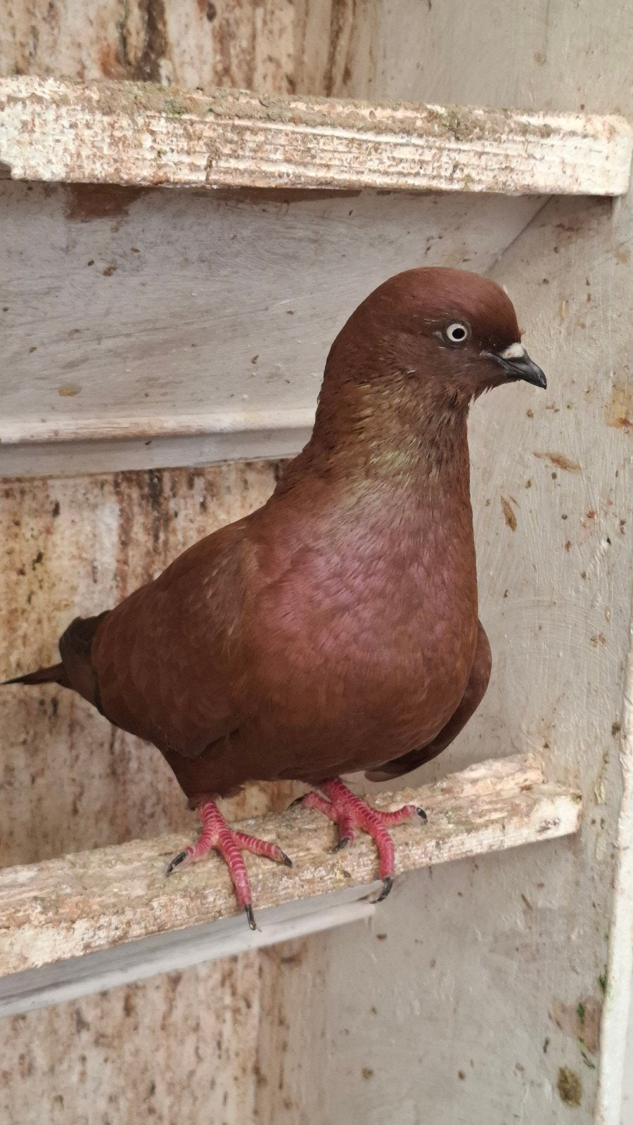 2 koppels  Schoorsteenvegers, Meerdere dieren, Overige soorten
