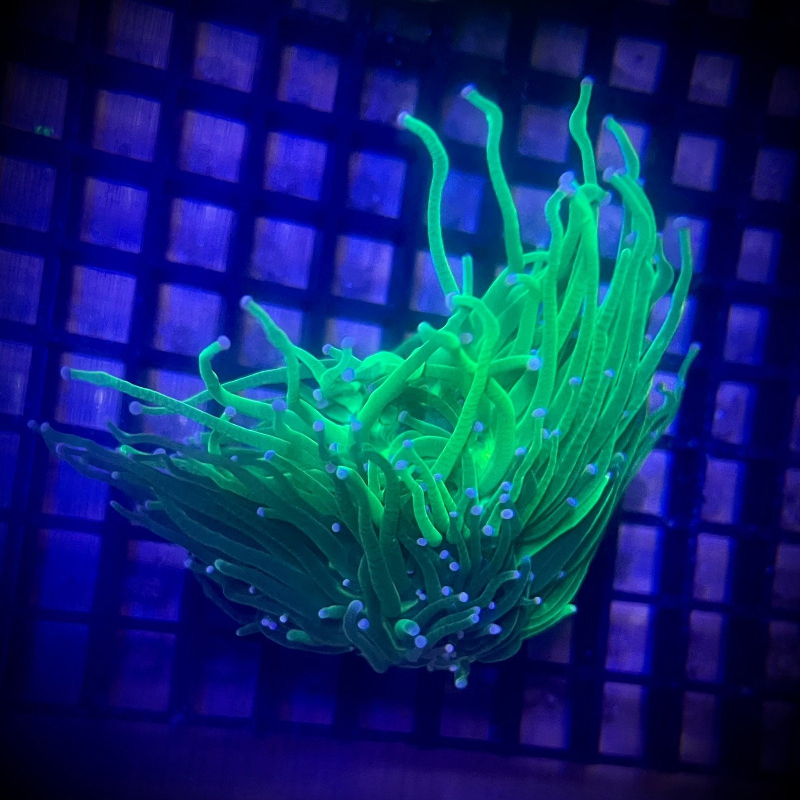 Stuk van 4 koppen Euphyllia Glabrescens Blueberry ultra, Dieren en Toebehoren, Ophalen, Nieuw, Gevuld zeewateraquarium