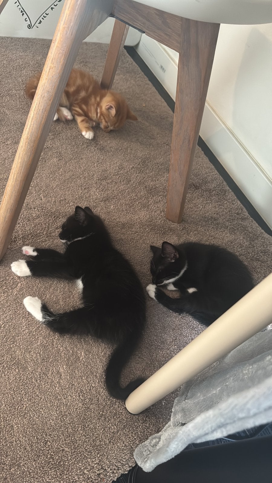 Kittens, Dieren en Toebehoren, Kater