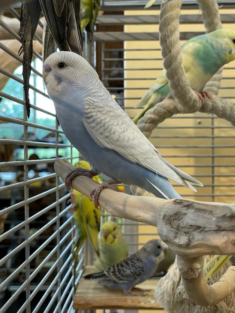 Jonge Baby Grasparkieten | Div. Kleuren, Dieren en Toebehoren, Vogels | Parkieten en Papegaaien, Meerdere dieren, Parkiet, Pratend