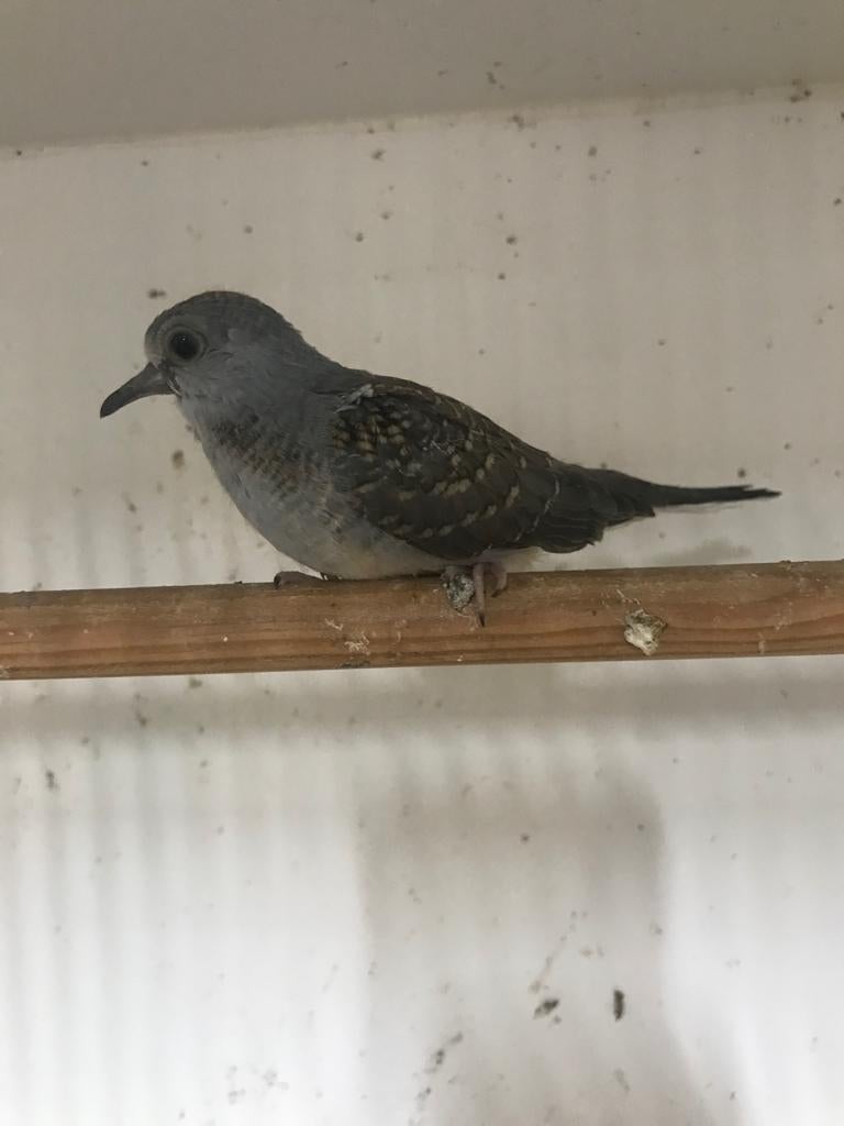 Diamantduif €12,-, Dieren en Toebehoren, Vogels | Duiven, Geslacht onbekend, Overige soorten