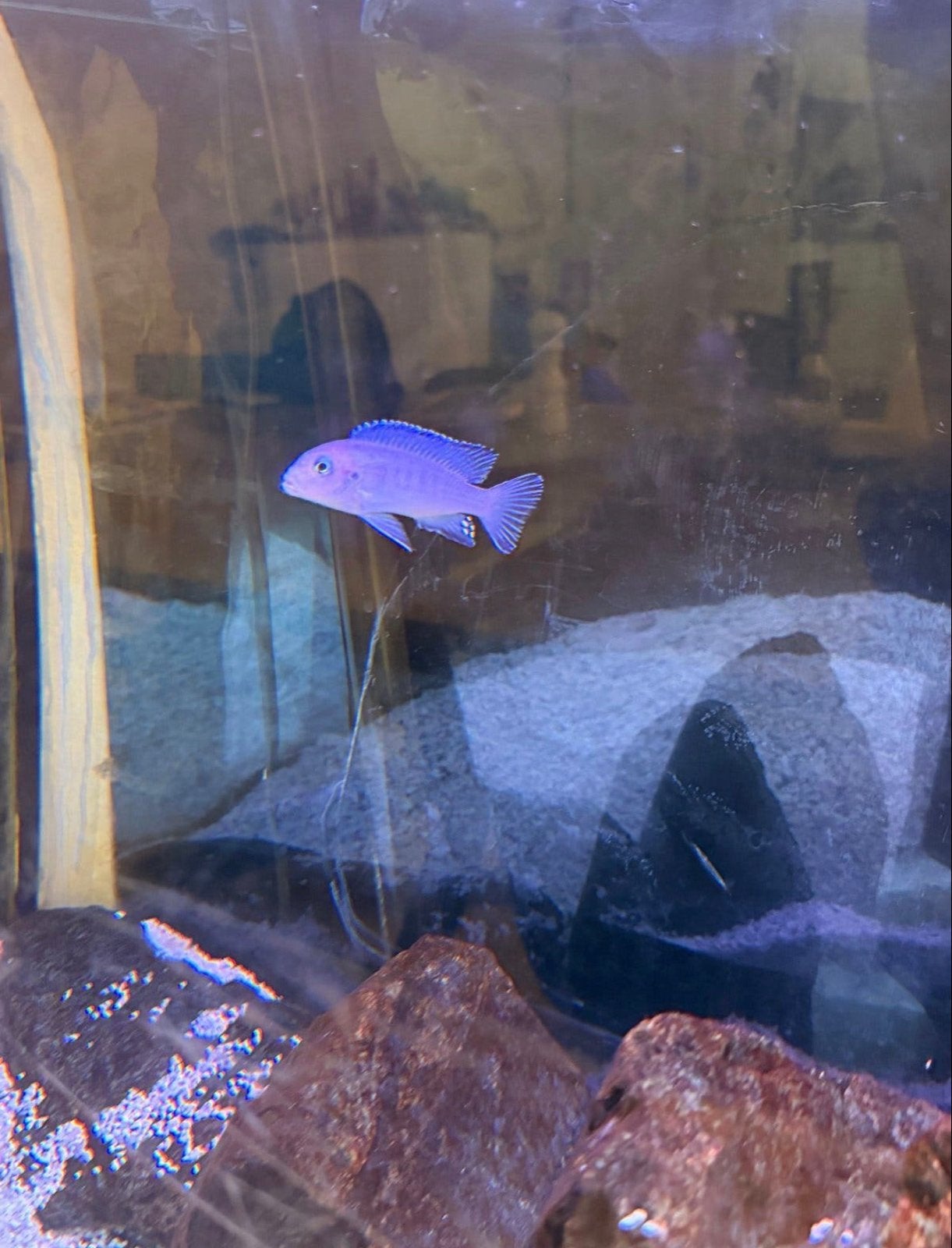 Malawis, Dieren en Toebehoren, Vissen | Aquariumvissen, Vis