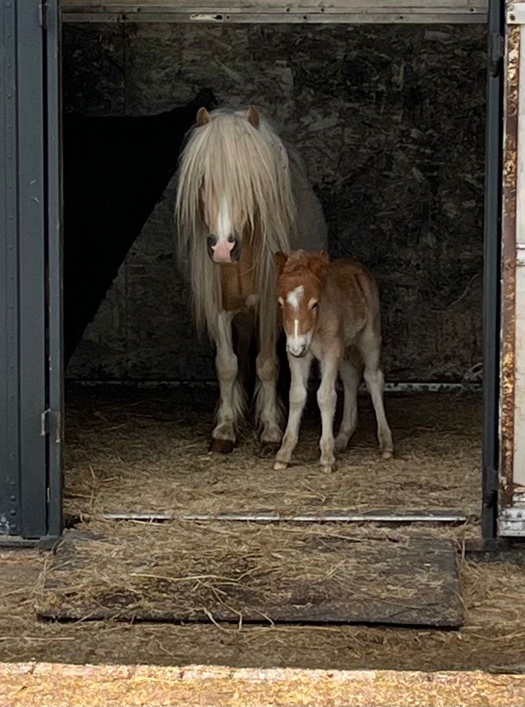 Nsps palomino bonte merrie +hengstveulen, Merrie, A pony (tot 1.17m), Met stamboom, 3 tot 6 jaar