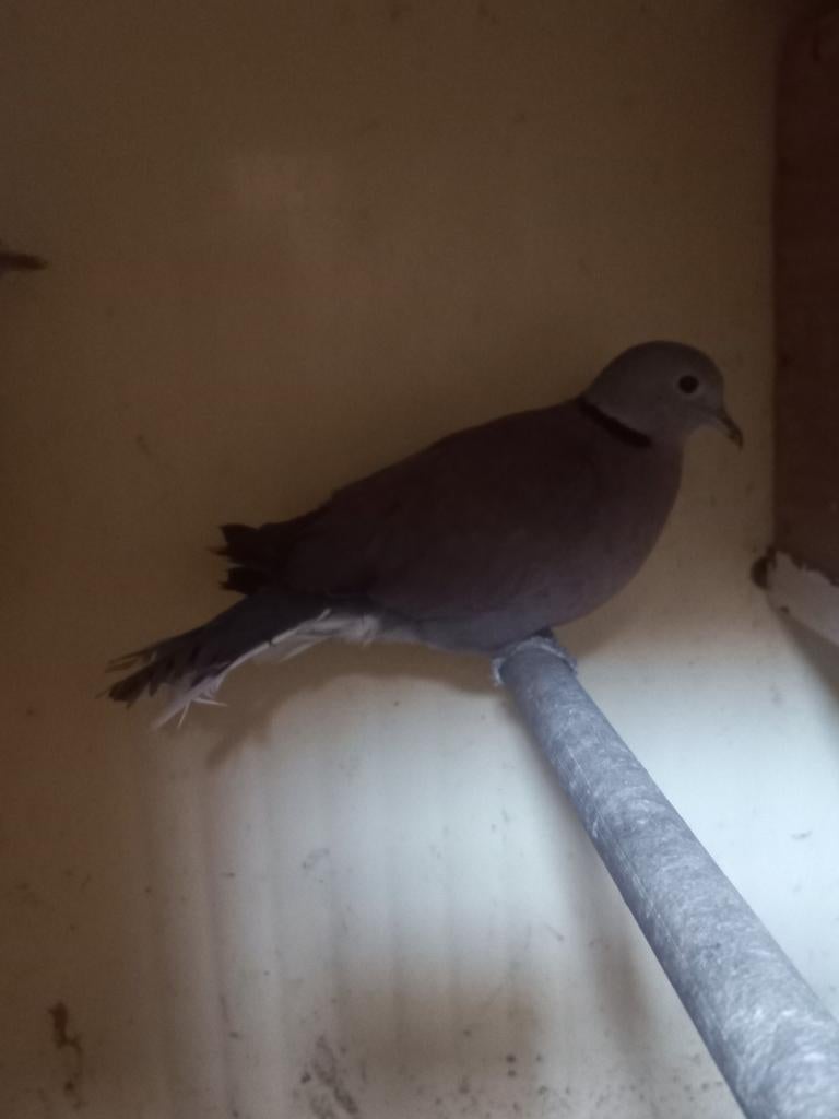 Koppel birma tortel, Dieren en Toebehoren, Vogels | Duiven, Meerdere dieren, Overige soorten