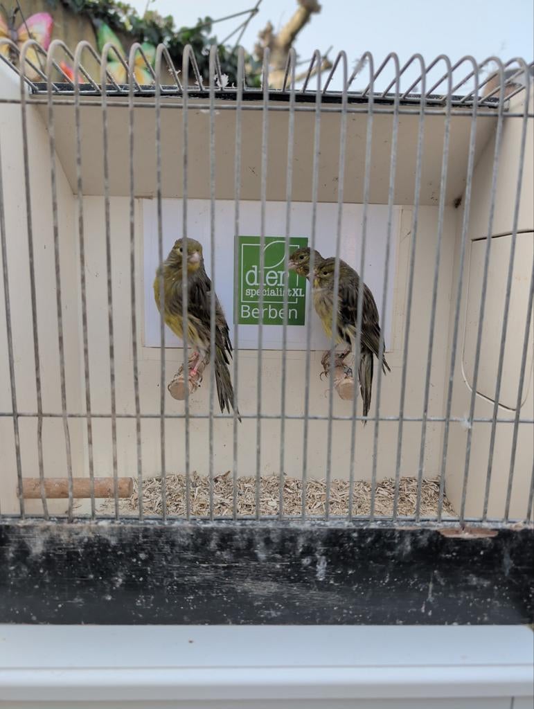 Muncheners kanaries, Dieren en Toebehoren, Vogels | Overige Vogels