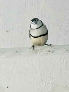 Bichenow astrilde, Meerdere dieren, Tropenvogel