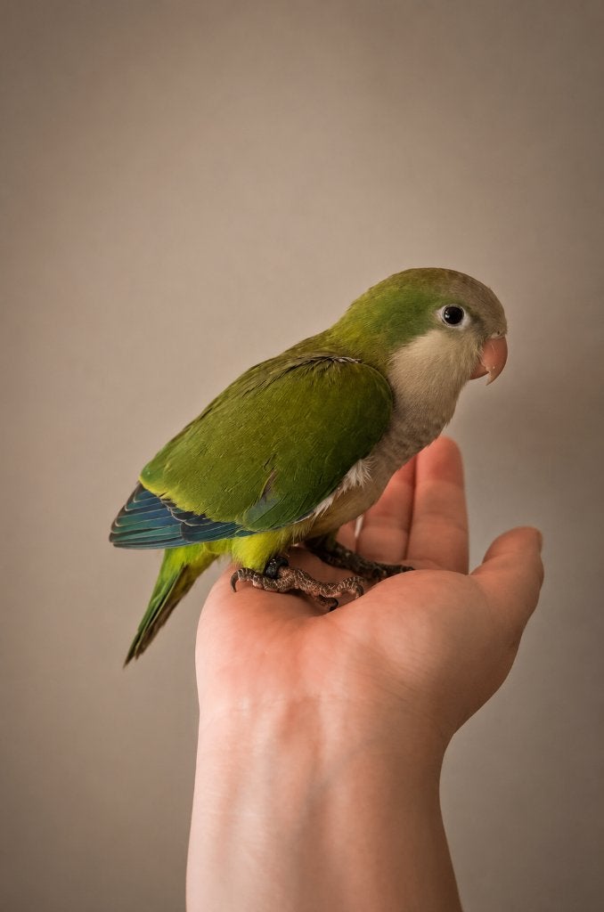 PRACHTIGE Tamme Muisparkieten Wildkleur 2026, Dieren en Toebehoren, Vogels | Parkieten en Papegaaien, Meerdere dieren, Parkiet