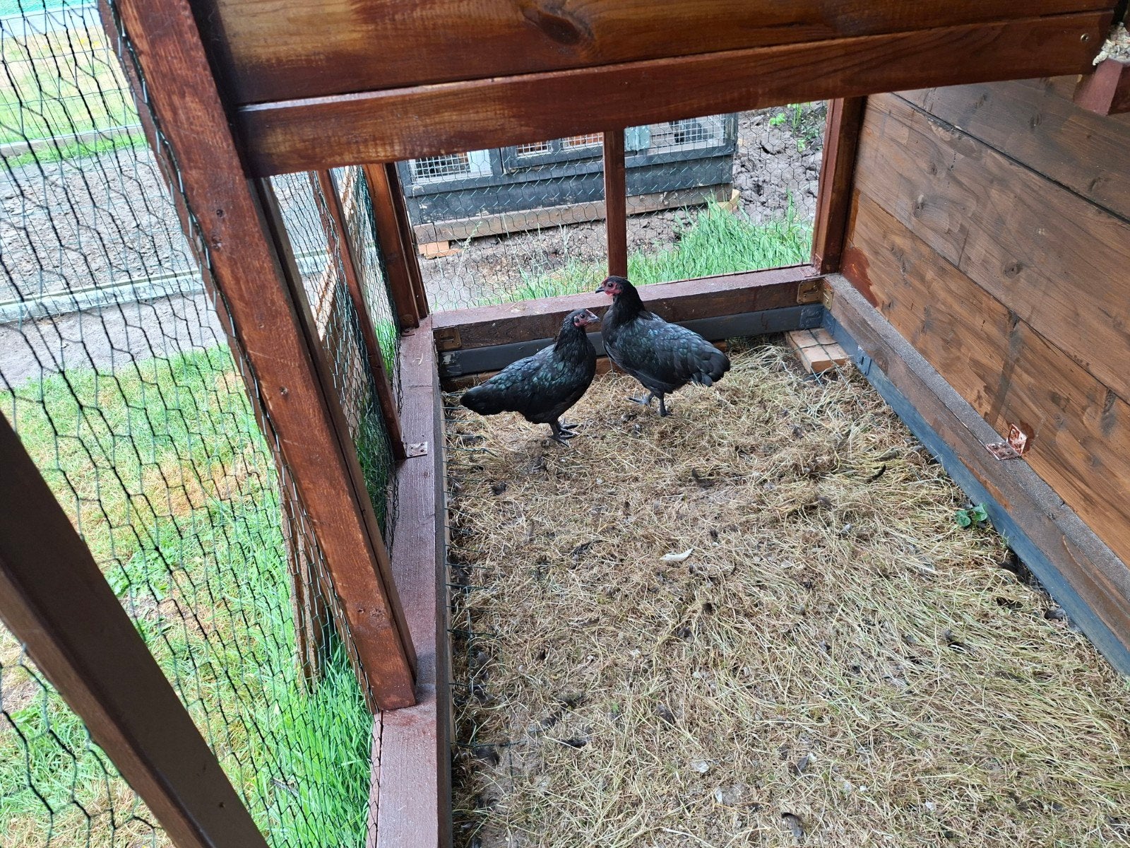 Amrock kriel, Dieren en Toebehoren, Pluimvee, Mannelijk, Kip