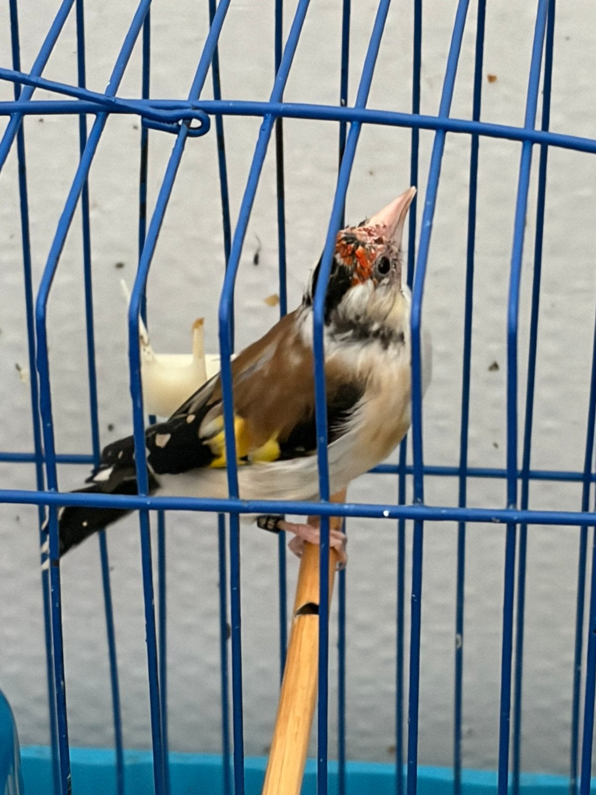 Majoor pop, Dieren en Toebehoren, Vogels | Overige Vogels, Vrouwelijk, Wildzangvogel