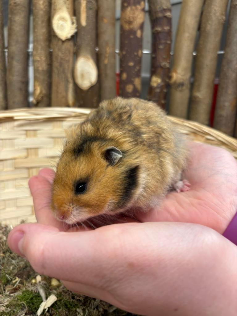 Gouden charmeur Ollie zoekt een nieuw thuis!#goudhamster, Hamster, Mannelijk, Januari, Tam