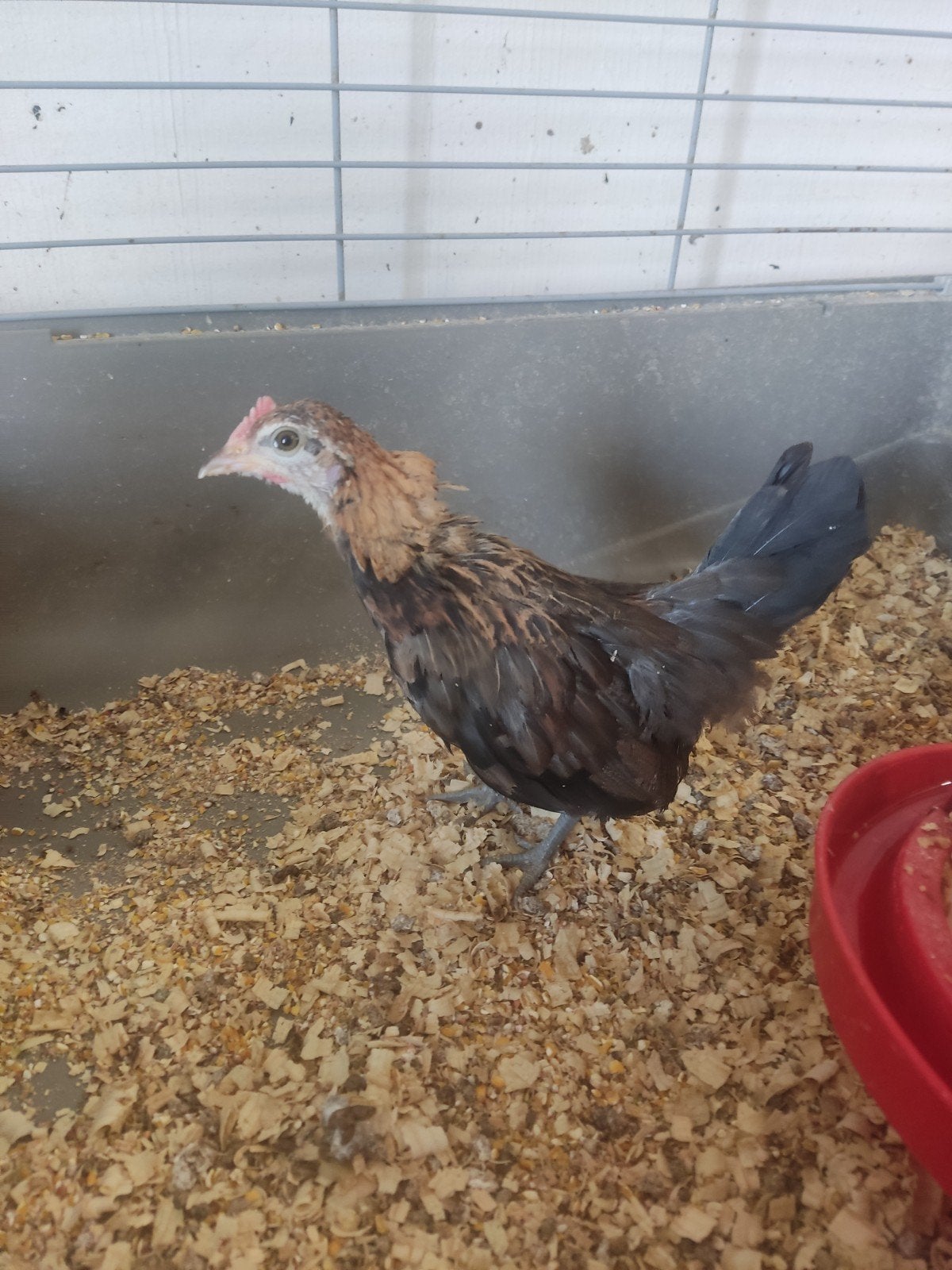 Jonge hollandse kriel haantjes, Dieren en Toebehoren, Pluimvee, Mannelijk, Kip