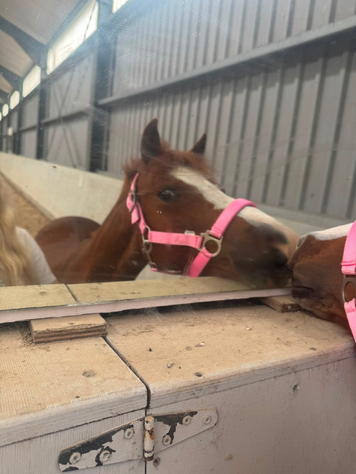 ⭐️For sale️⭐️ Welsh C Pony, Dieren en Toebehoren, Merrie