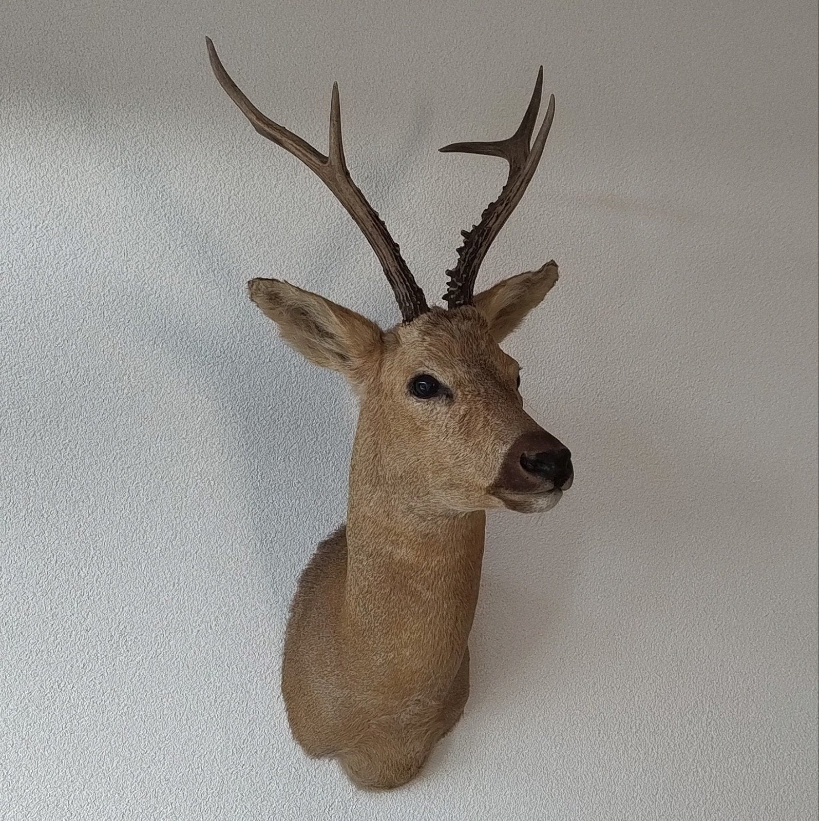 Opgezette grote Siberische reebok kop, ree taxidermy, Verzamelen, Dierenverzamelingen, Ophalen of Verzenden, Zo goed als nieuw