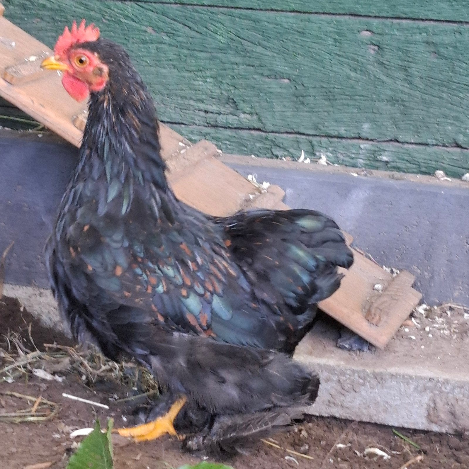 twee Cochin Kriel Hanen te koop, Mannelijk, Kip