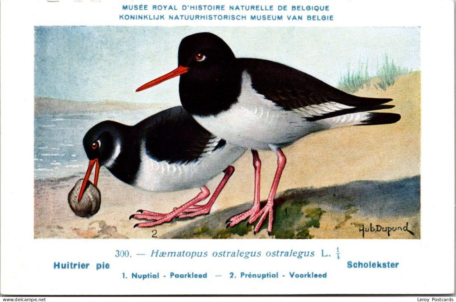 Scholekster / Eurasian Oystercatcher – Nº 300 – (KBIN), Verzenden, 1940 tot 1960, Ongelopen, Vogel