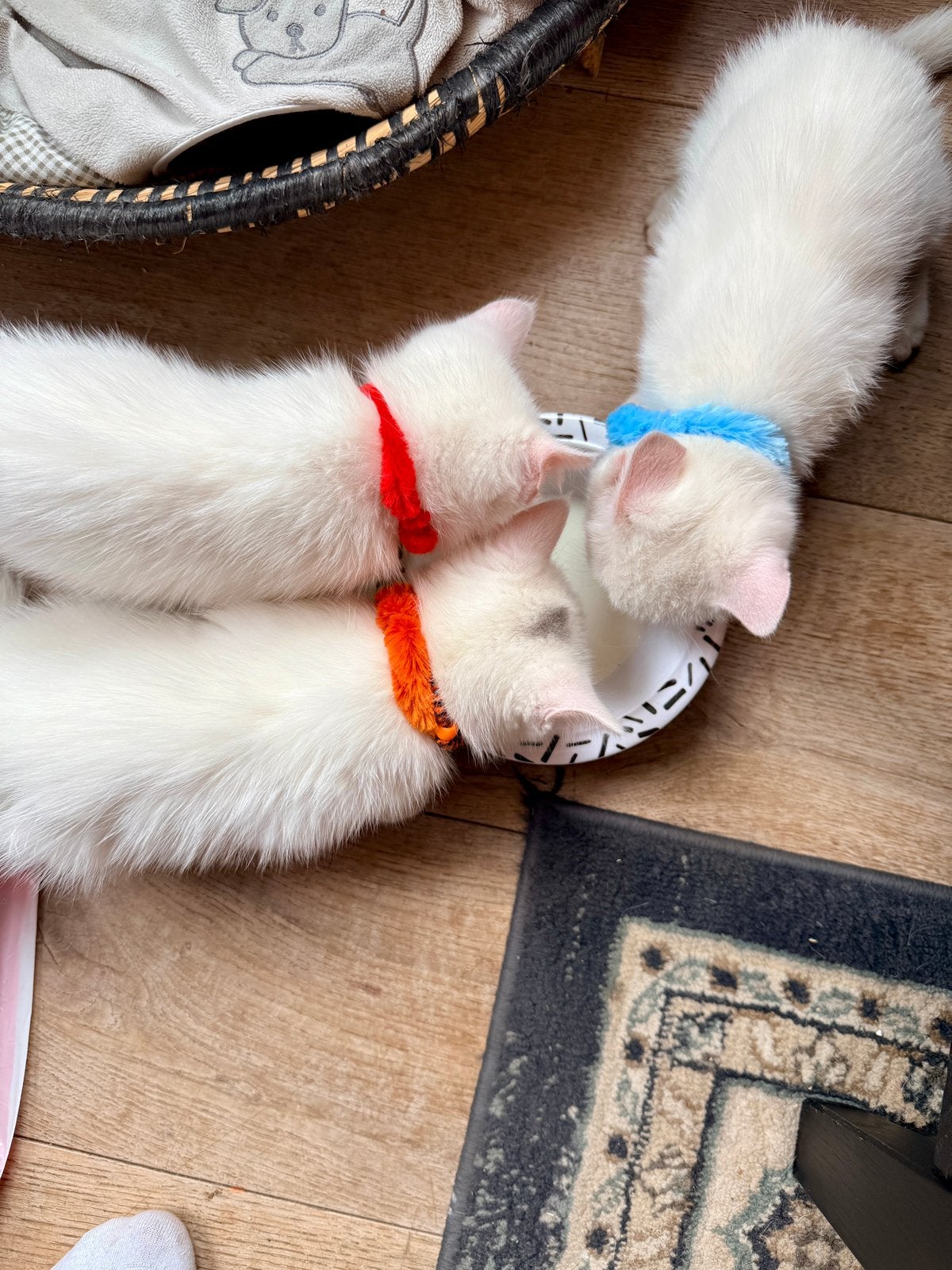 Spierwitte kittens klaar voor een nieuw thuis, Kater, Ontwormd, 0 tot 2 jaar