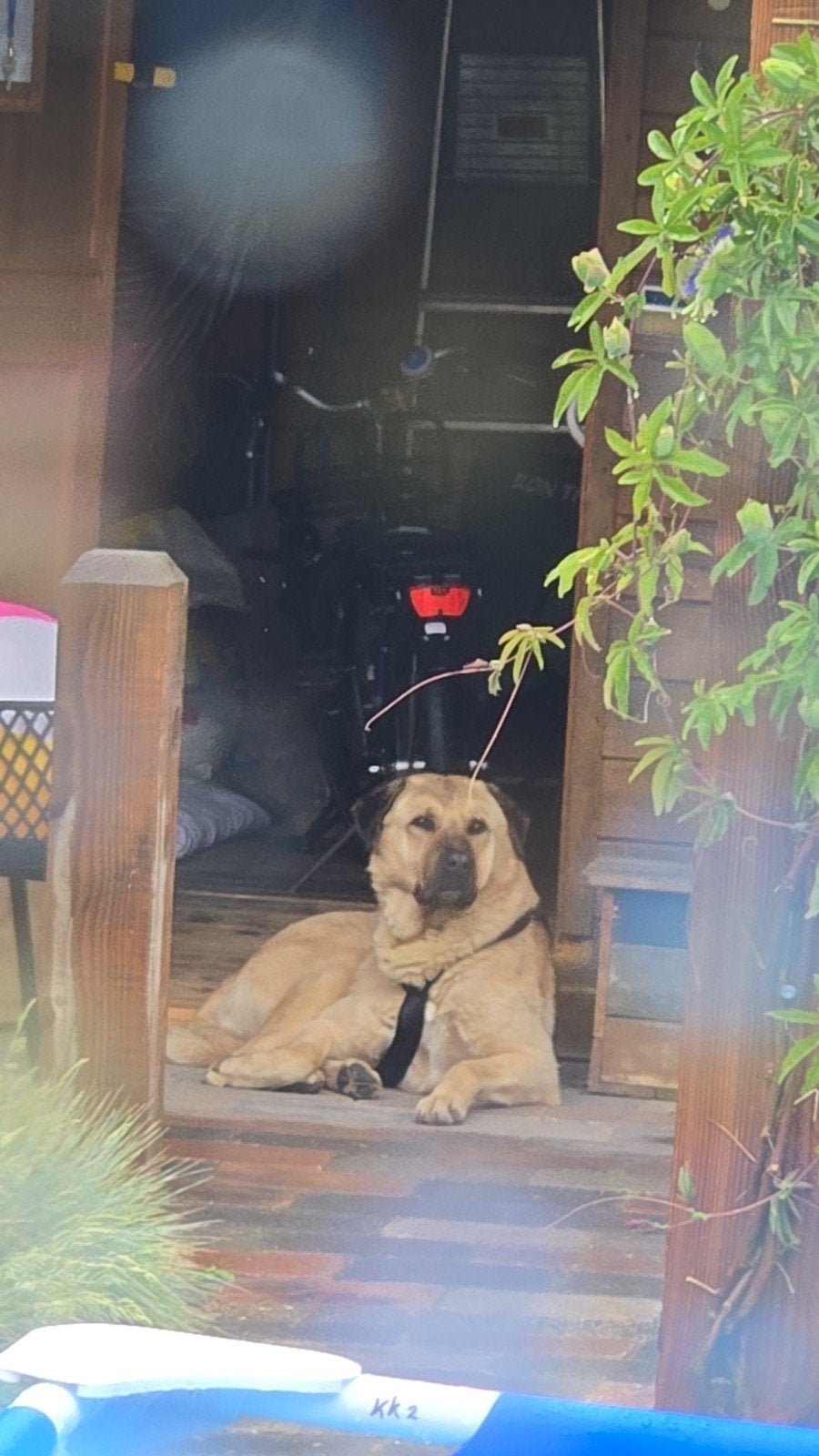 Kangal ( spoedplaatsing), Dieren en Toebehoren, Reu, Parvo, Eén hond, 3 tot 5 jaar