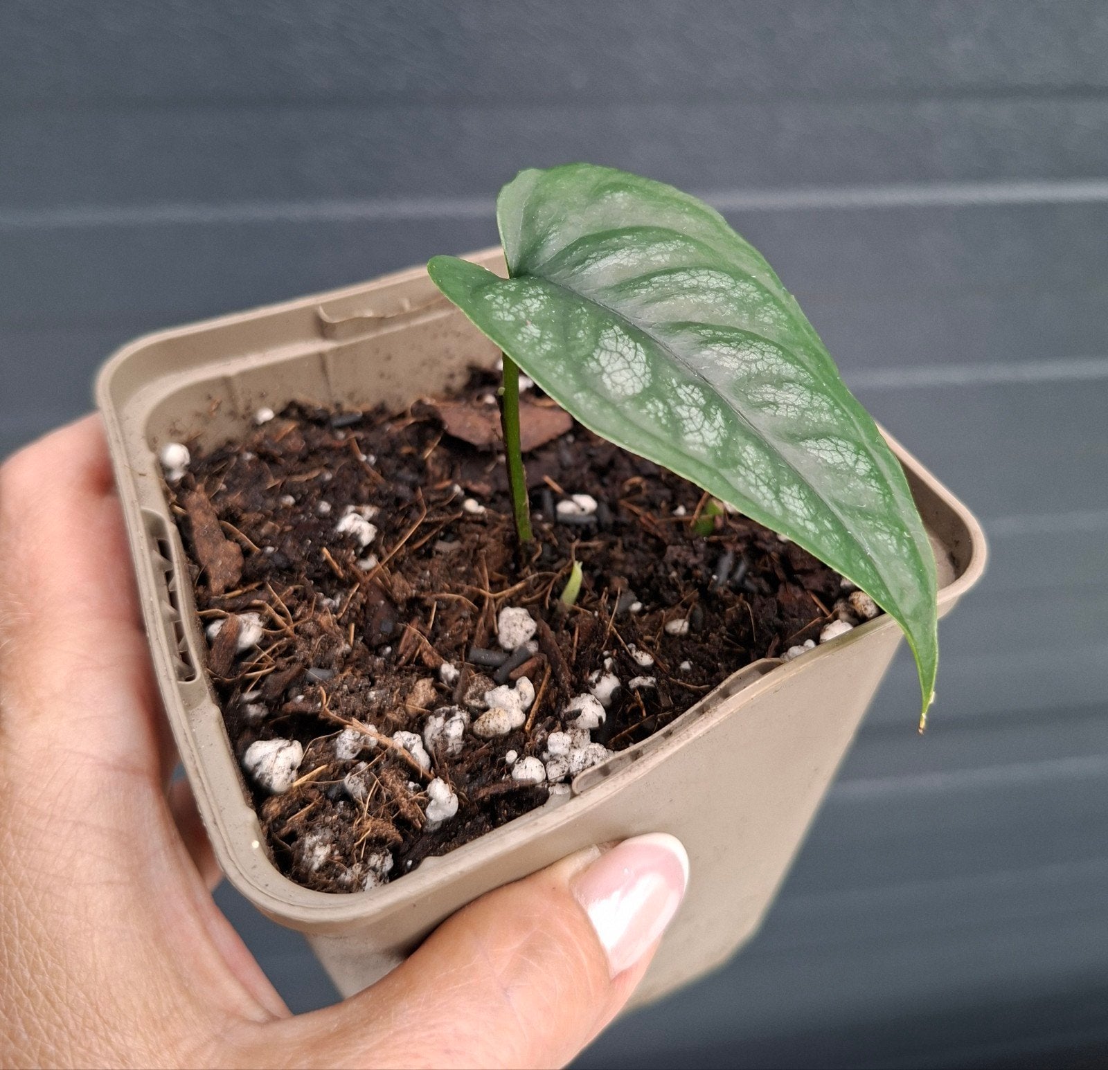 Monstera Siltepecana stekje, Ophalen