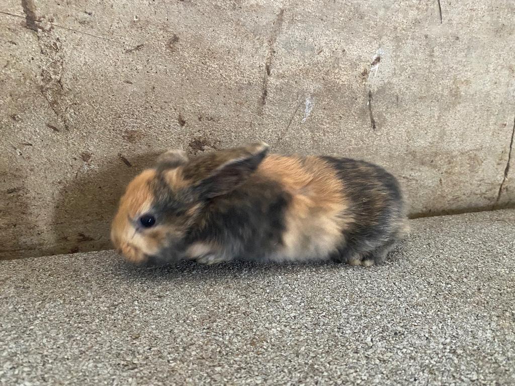 Dwergkonijntjes, Dieren en Toebehoren, Konijnen, Meerdere dieren, Dwerg, Hangoor, 0 tot 2 jaar
