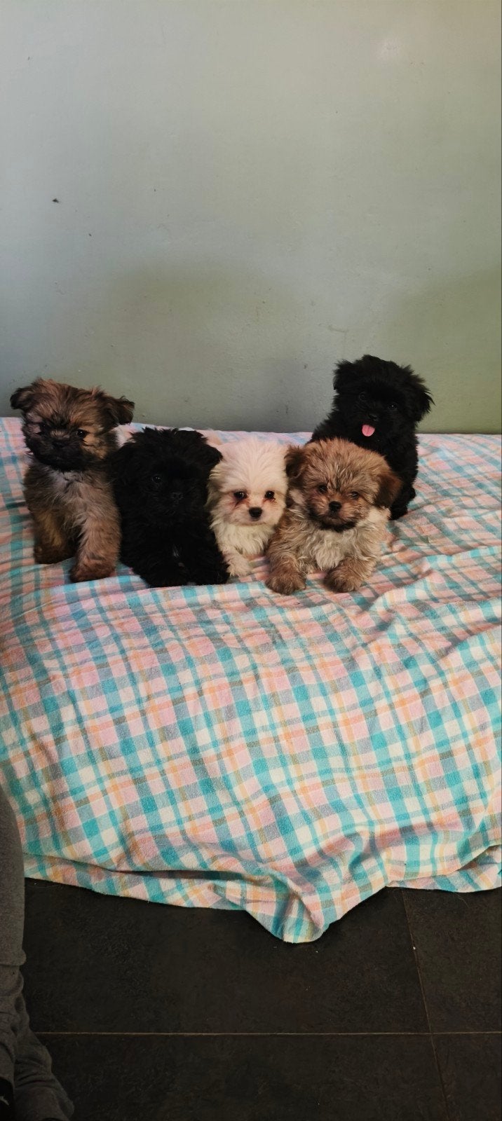 Te koop Boomer  Pomperiaan pups, Overige rassen, Meerdere, Meerdere dieren, Nederland