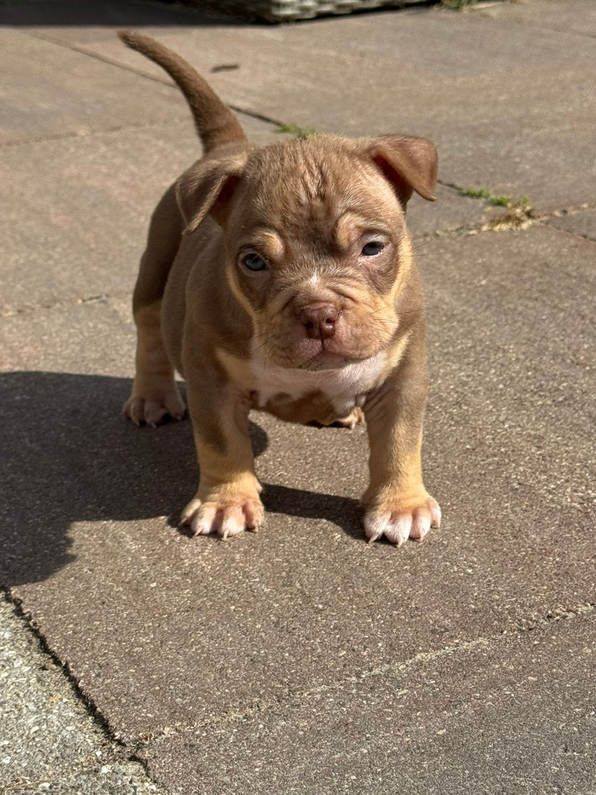 Bully pocket pup ABKC stamboom teefje, Dieren en Toebehoren, Honden | Bulldogs, Pinschers en Molossers, Parvo, 8 tot 15 weken