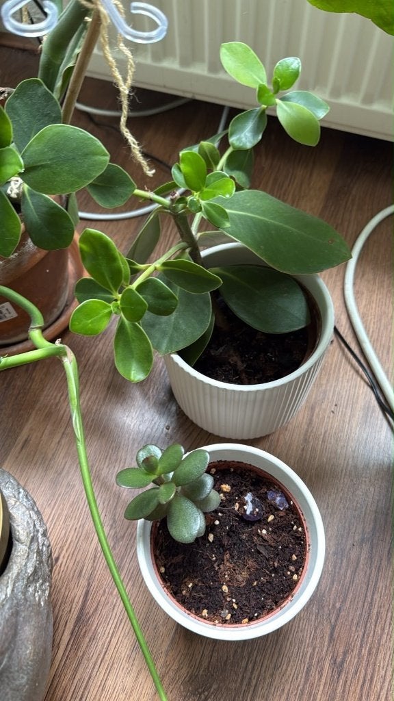 Twee kamerplanten: Clusia en jade plant in pot, Ophalen of Verzenden, In pot, Halfschaduw, Minder dan 100 cm