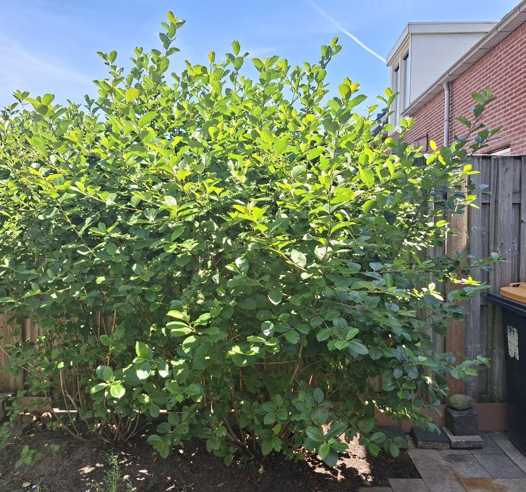 Grote struik zwarte appelbes (Aronia Melanocarpa), Ophalen, Overige soorten, Struik, 100 tot 250 cm