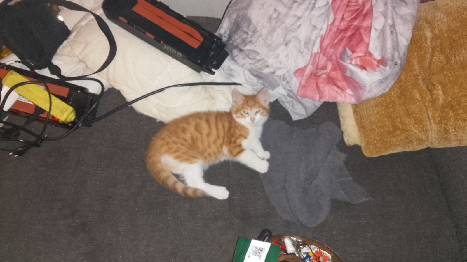 kitten gratis, Dieren en Toebehoren, Kater, Langharig, 0 tot 2 jaar