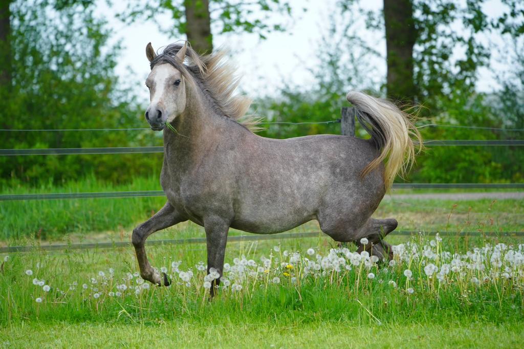 Arabisch volbloed hengst en merrie, Meerdere dieren, Dressuurpaard, Met stamboom, 0 tot 2 jaar