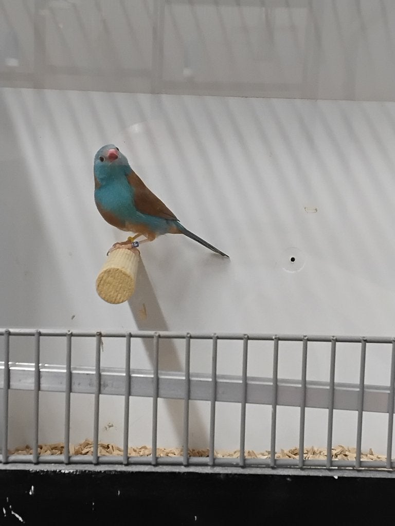 Blauwkop blauwfazantje man, Dieren en Toebehoren, Vogels | Overige Vogels, Mannelijk, Tropenvogel, Geringd