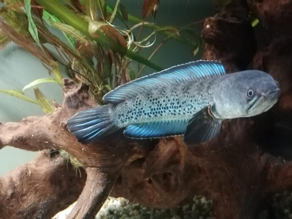 Channa stewartii, Vis