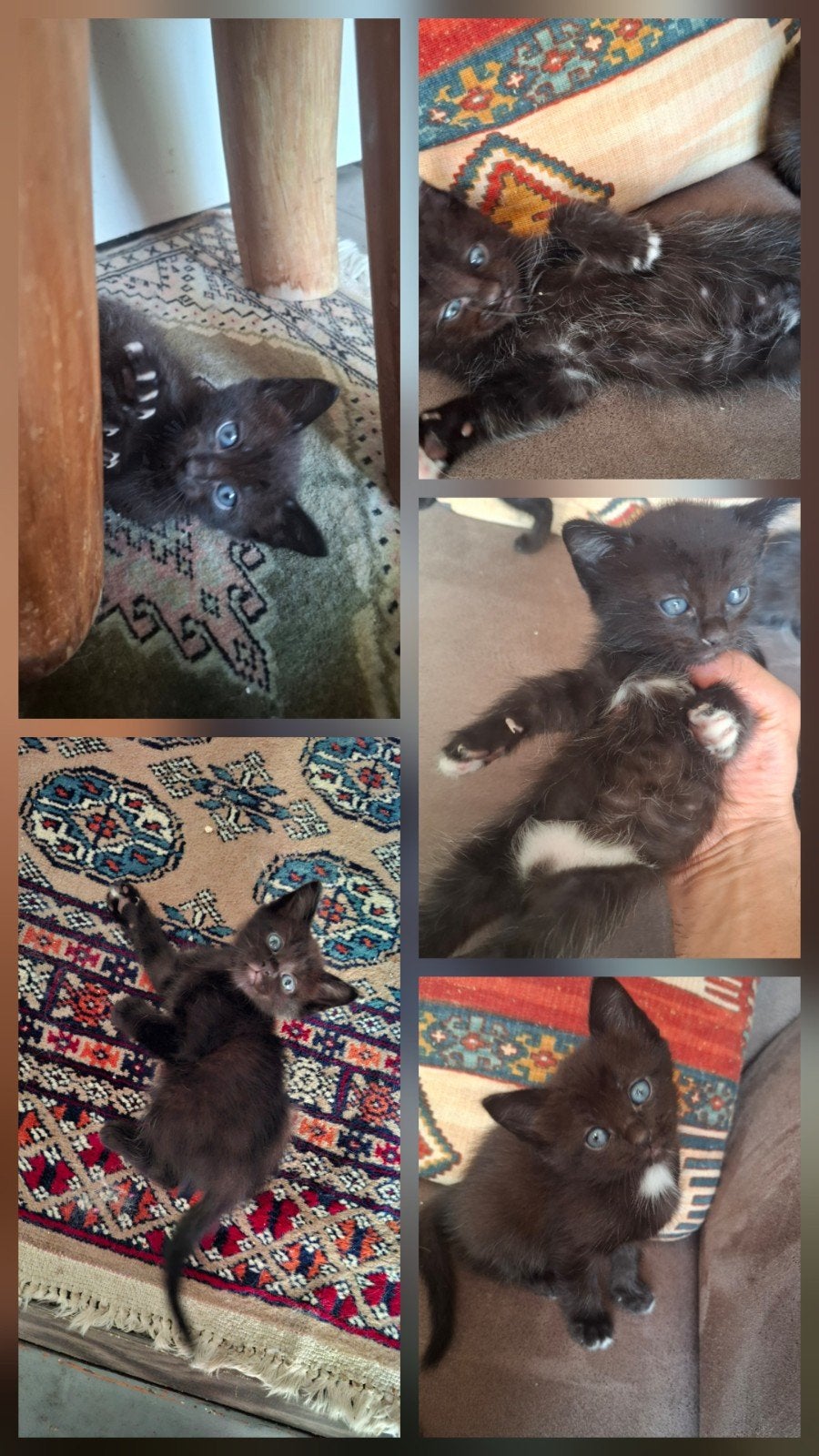 Mooie  kittens half Birman, Meerdere dieren, Ontwormd, 0 tot 2 jaar