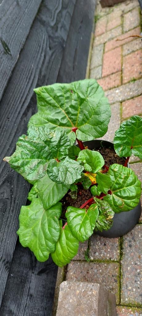 Rabarberplanten, Ophalen of Verzenden, Eenjarig, Volle zon