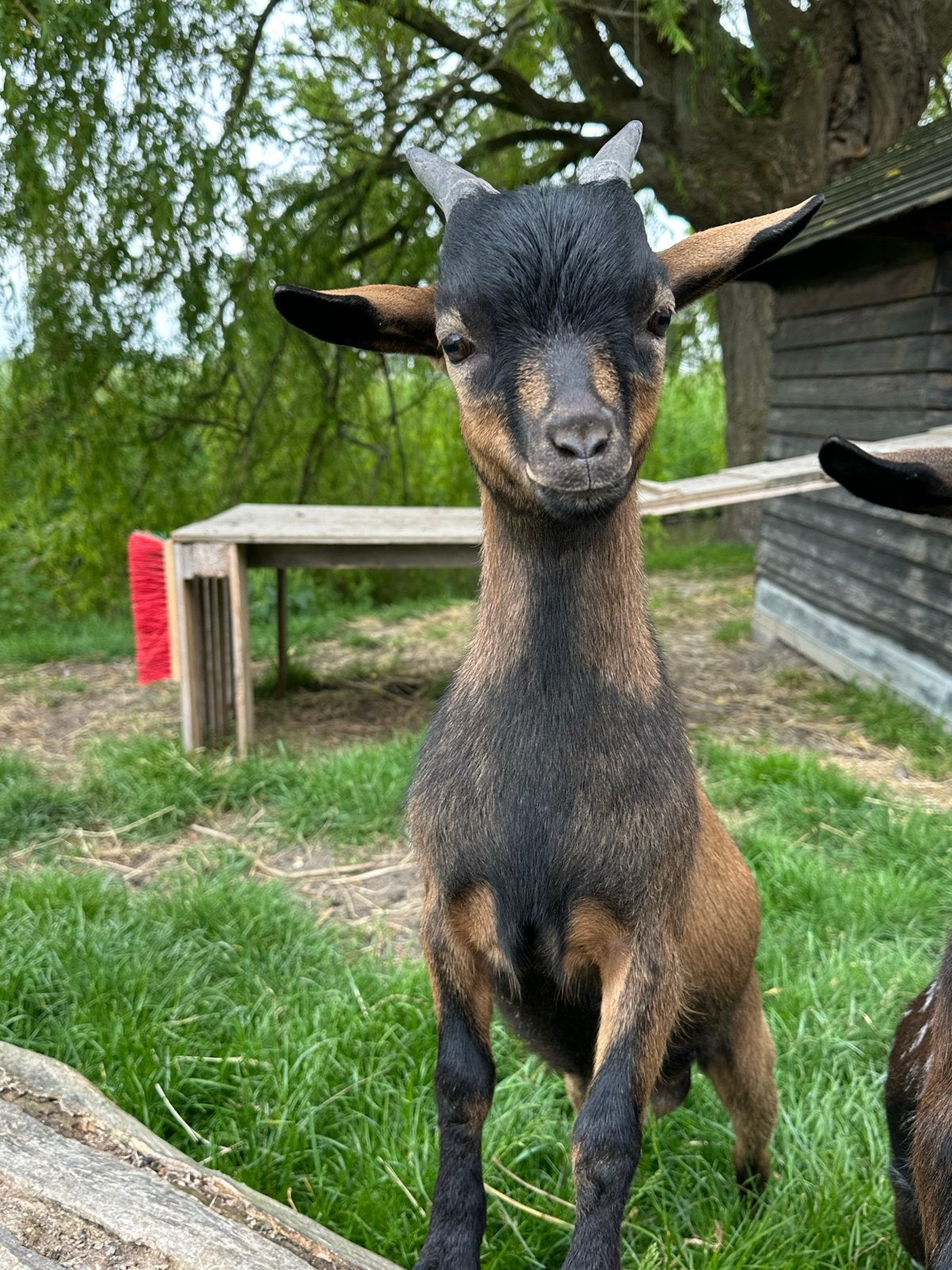 Knappe jonge dwergbok te koop, Dieren en Toebehoren, Mannelijk, Geit