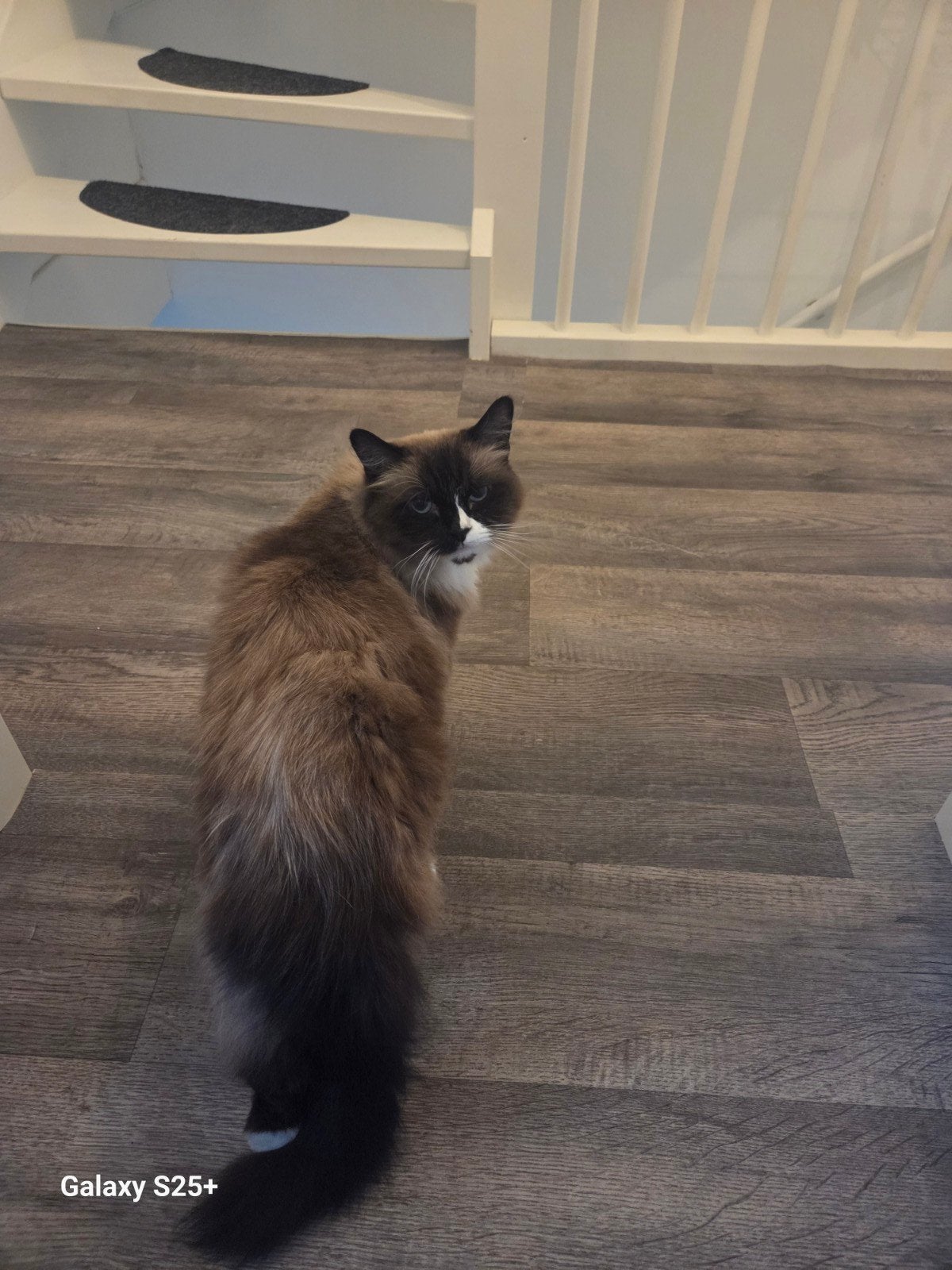 ragdoll kater 6 jaar en gecastreerd, Kater, Langharig, 6 jaar of ouder