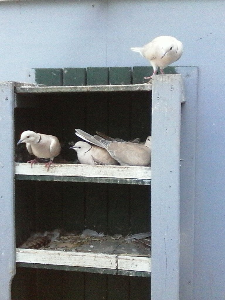 Te Koop; 3 tortel-duifjes, Meerdere dieren, Tortelduif