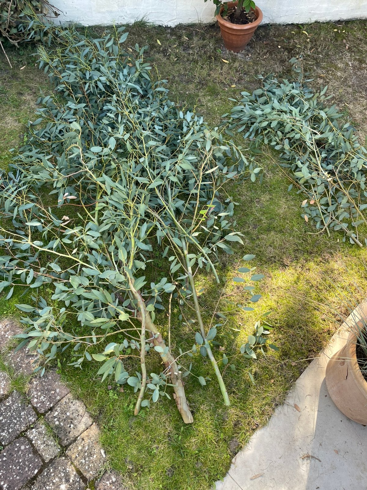 Gratis Eucalyptus, af te halen, Tuin en Terras, Ophalen, Volle zon, Overige soorten