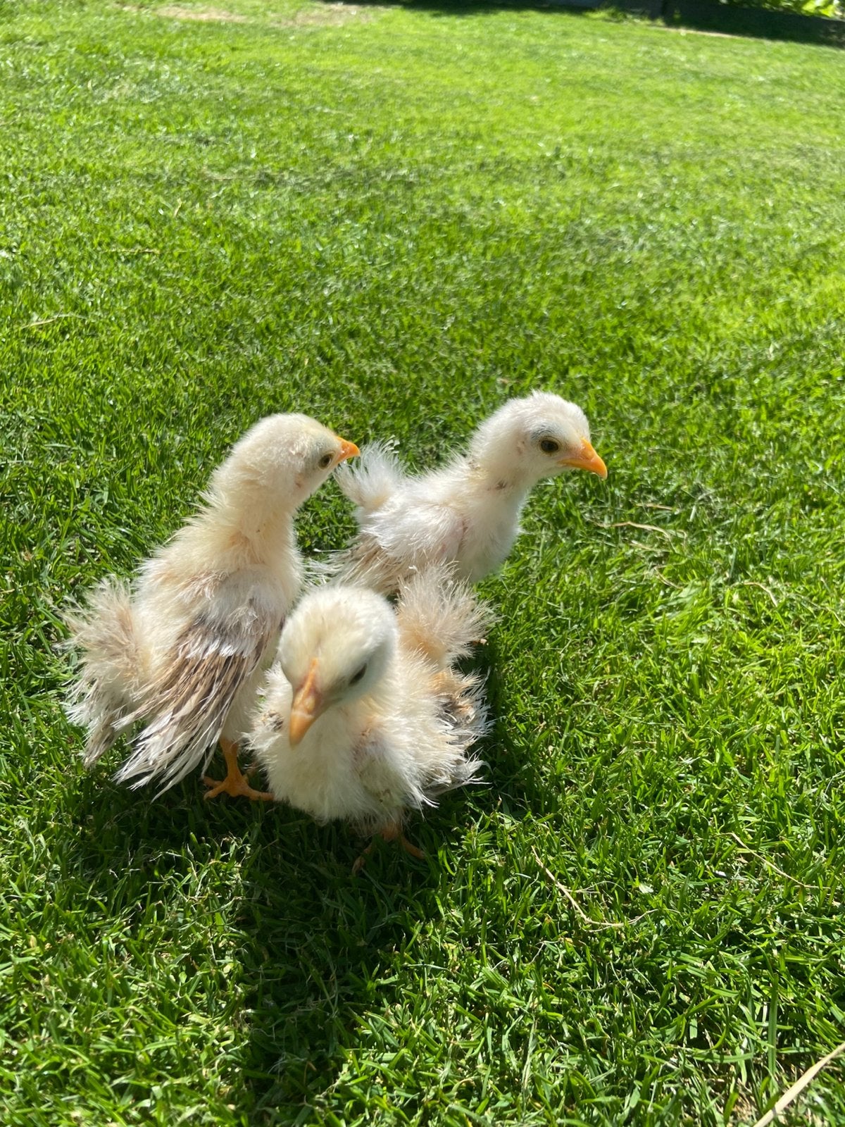 Zijdeveer krul (frizzle) serama kuikentjes van circa 3 weken, Dieren en Toebehoren, Pluimvee, Geslacht onbekend, Kip