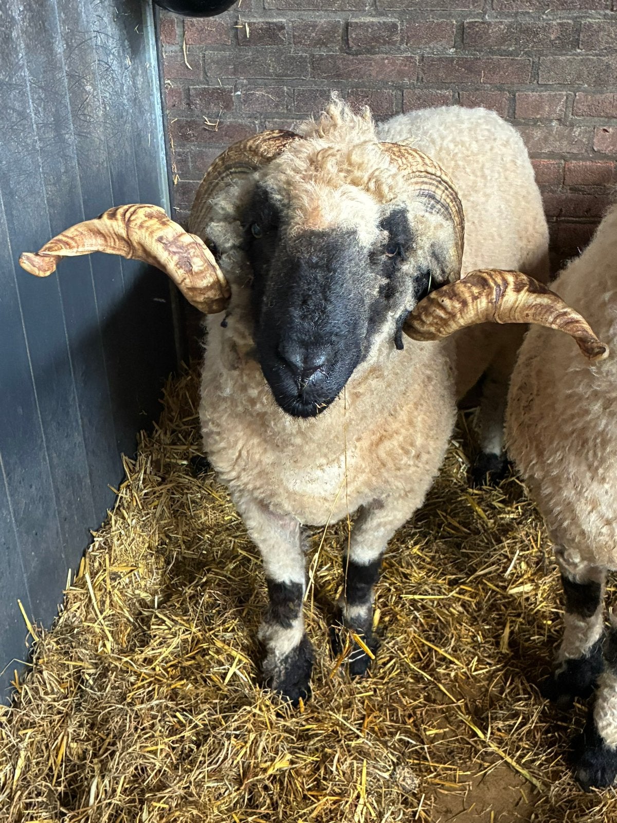 Walisser Schwarznase stamboek ram, Mannelijk, Schaap