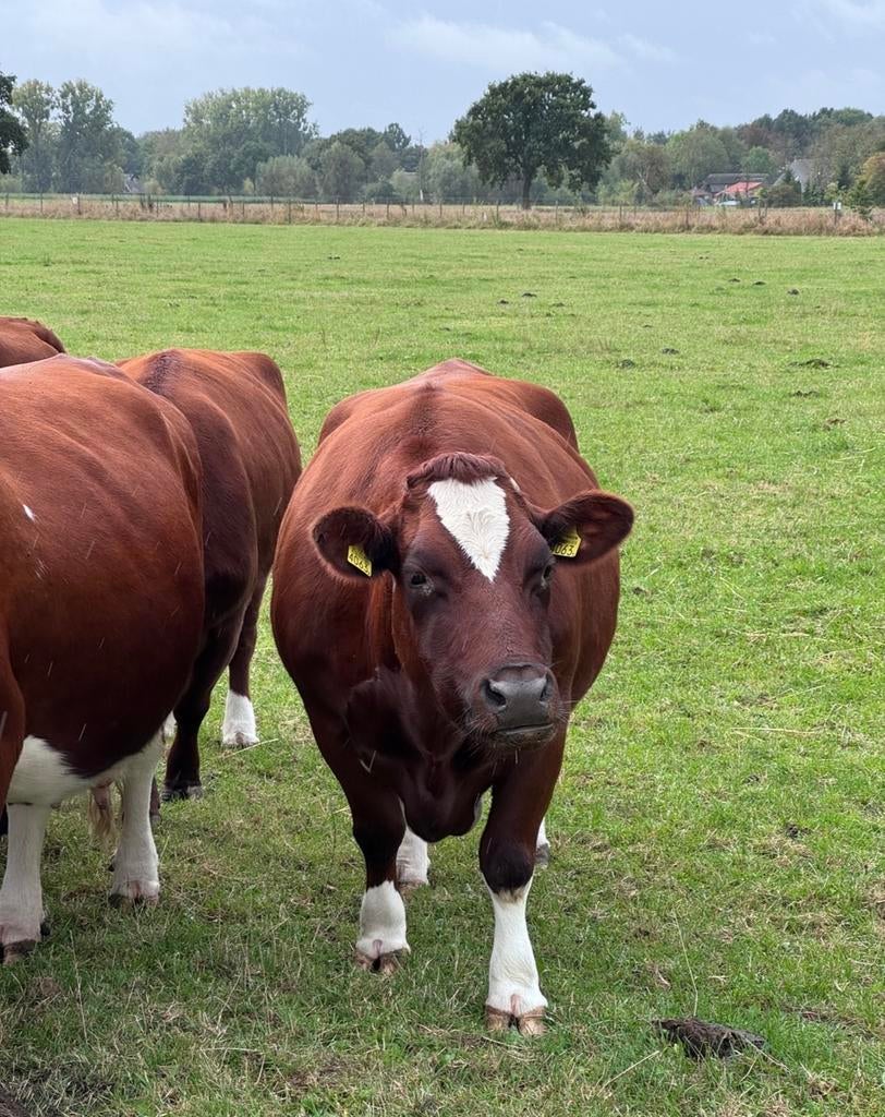 Brandrode vaars en koe, Meerdere dieren