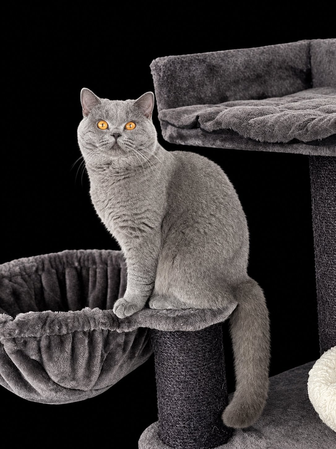 Brits korthaar dekkater met stamboom, Dieren en Toebehoren, 0 tot 2 jaar
