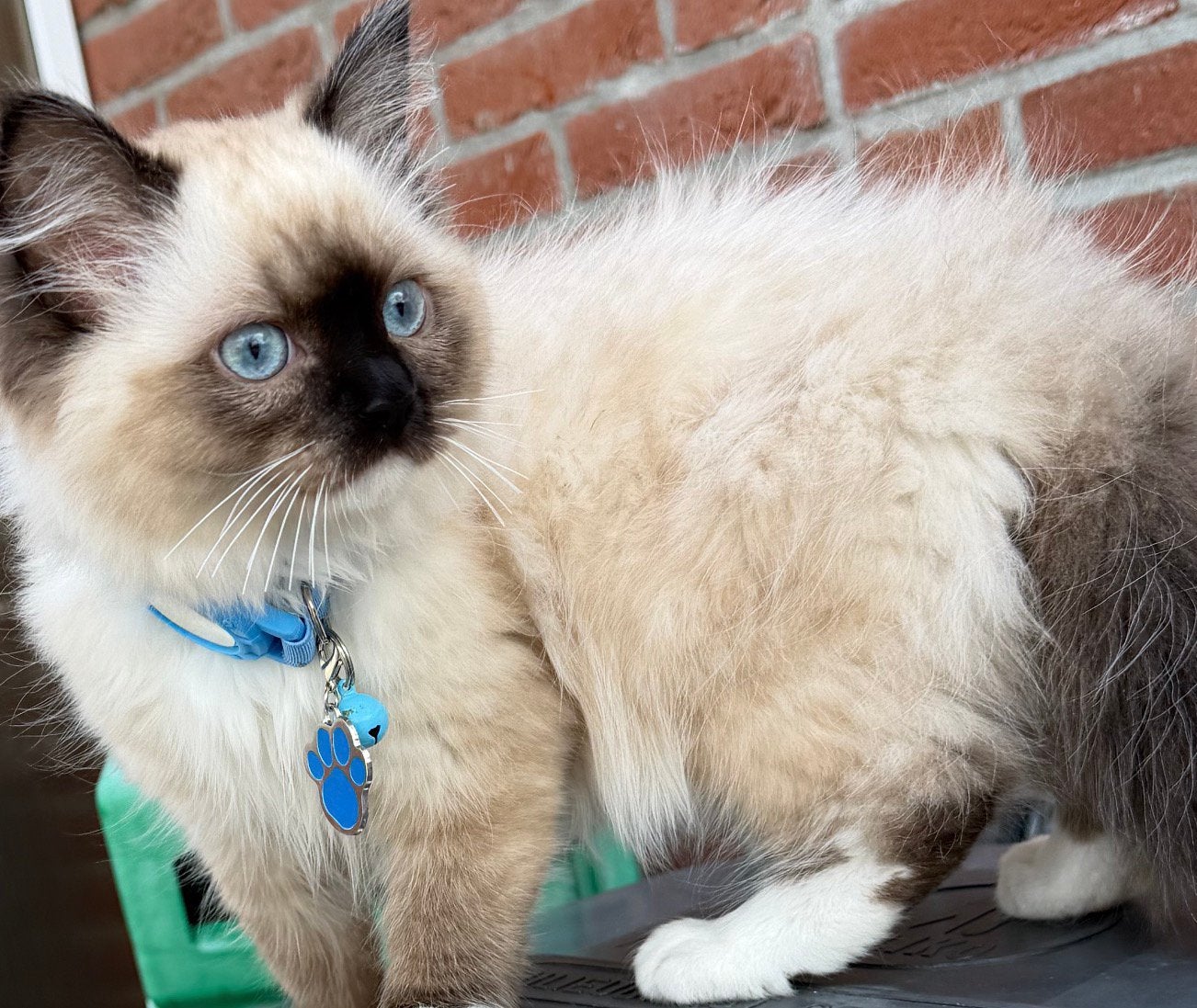 Ragdoll kitten 13 weken  oud gevacineerd., Dieren en Toebehoren, Katten en Kittens | Overige Katten, Poes
