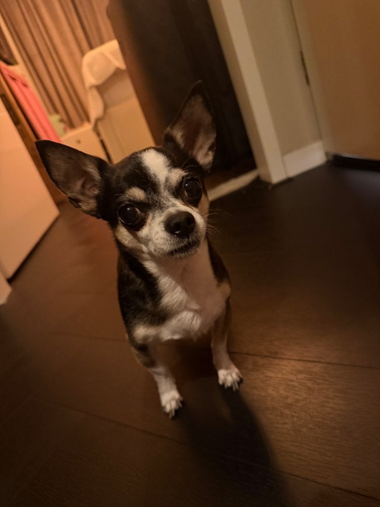 Baasje gezocht voor Noodle️, 6 jaar of ouder, Reu, CDV (hondenziekte), Eén hond