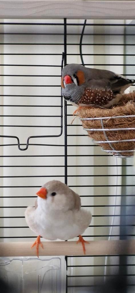 Zebravinkje vrouw, inclusief kooi., Dieren en Toebehoren, Vogels | Overige Vogels, Vrouwelijk