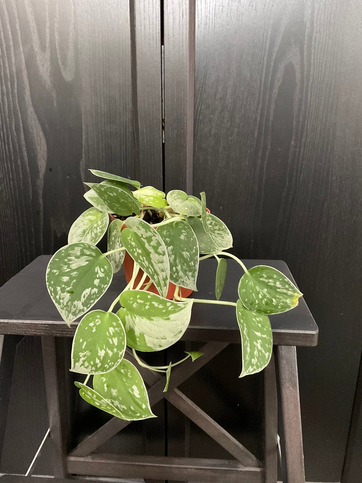 Scindapus silvery ann plantje 2, Ophalen, Overige soorten, Halfschaduw, Minder dan 100 cm