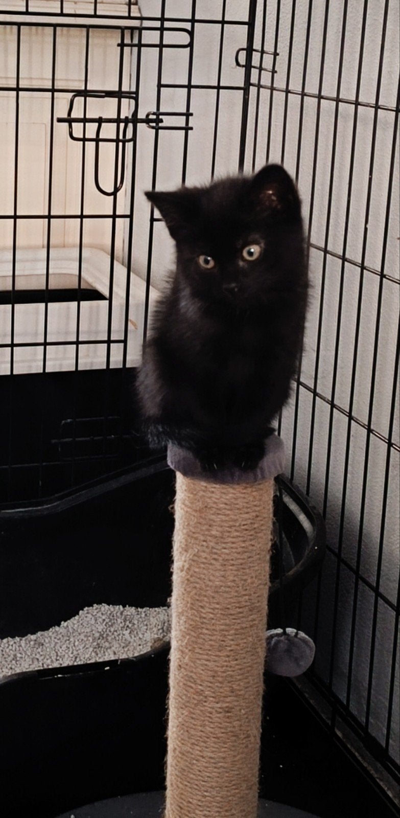 Lief kitten zoekt gouden mandje, Poes, Kortharig, 0 tot 2 jaar