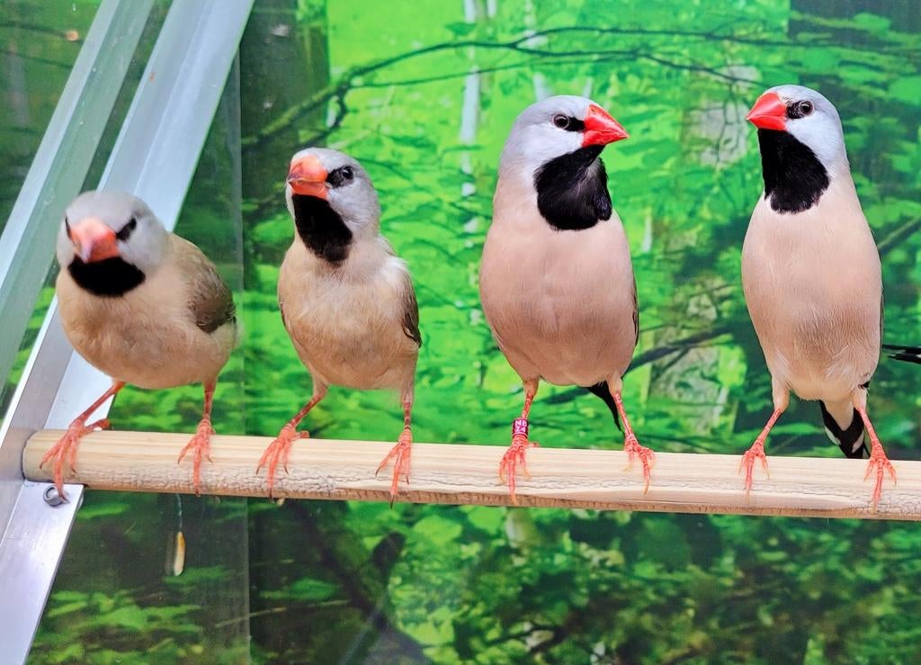 Spitsstaart amadines diverse koppels. Spitsstaartamadines zi, Meerdere dieren