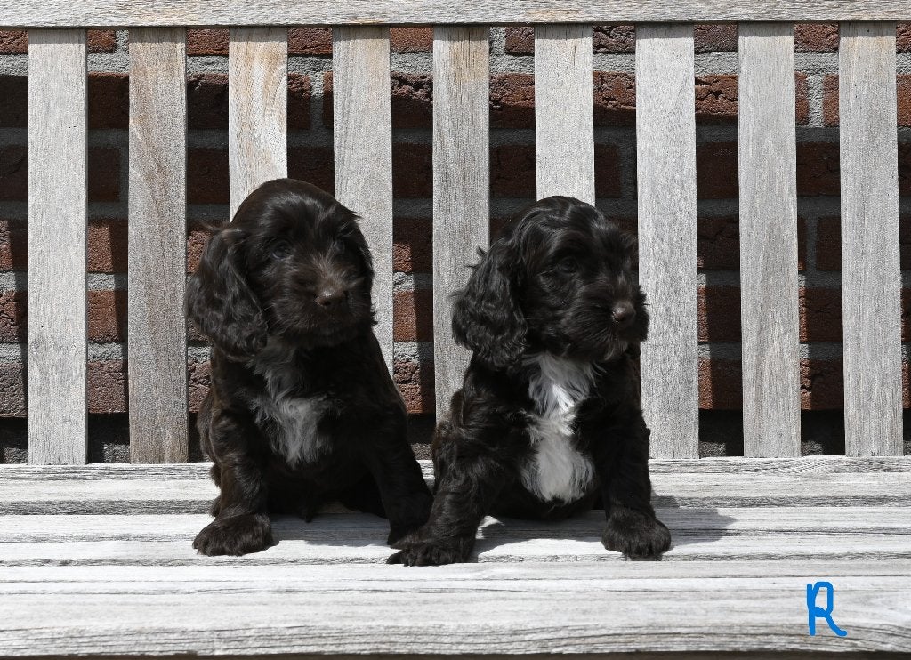 Cockadoo pups # Cockapoo # kruising # mix, Parvo, Overige rassen, 8 tot 15 weken, Meerdere