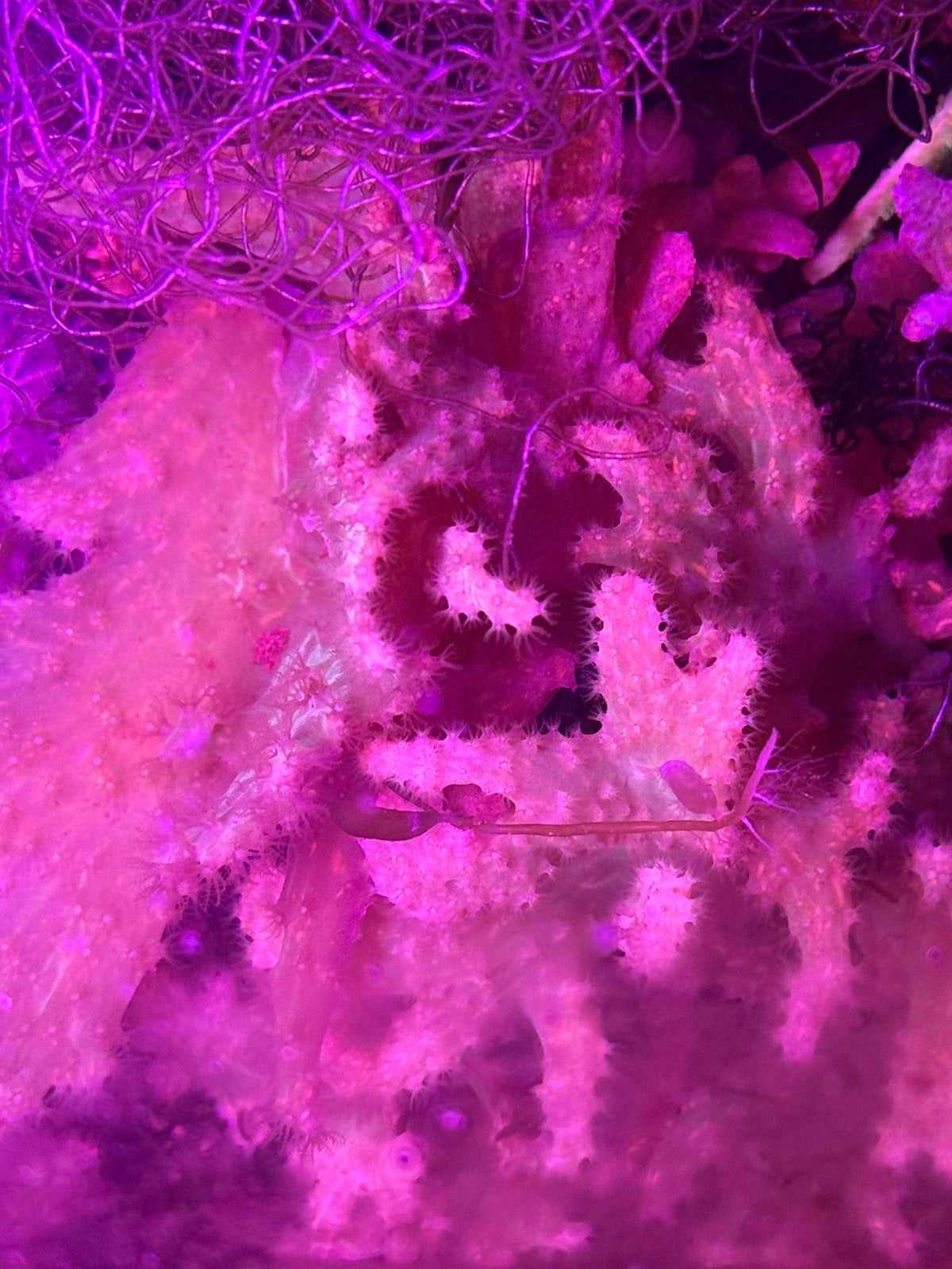 Leder koraal. Koraal stekjes zee aquarium, Ophalen, Nieuw, Gevuld zeewateraquarium